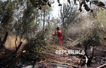 Karhutla Hanguskan 13 Hektar Hutan dan Perkebunan Sawit Rakyat di Dumai