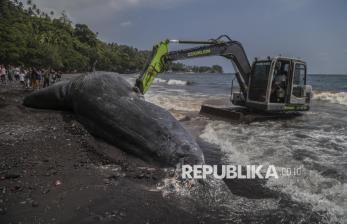 Paus Sperma 9,8 Meter Mati Terdampar di Ternate, Begini Penanganannya