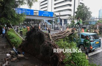 Pohon Tumbang di Jakarta Kembali Terjadi, Satu Mobil Taksi Ringsek