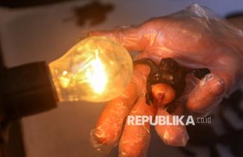 Inovasi Penetasan Tanpa Pasir Selamatkan Ribuan Tukik Penyu di Banyuwangi