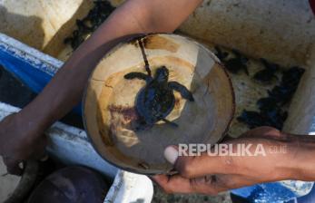In Picture: Melihat Konservasi Penyu di Pantai Cemara