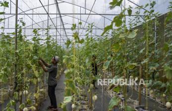 Lebih dari 1.000 Petani Ikuti Panen Raya Melon di Nganjuk, Pecahkan Rekor MURI