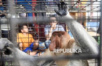 In Picture: Ganggu Rumah Warga, Seekor Bekantan Liar Dievakuasi Petugas