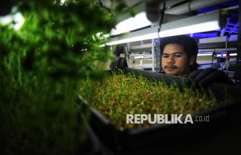 In Picture: Membidik Peluang Bisnis dari Budidaya Tanaman Microgreen