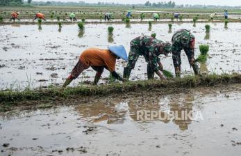 Personil TNI Turun ke Sawah, Bantu Petani di Pemalang Tanam Padi