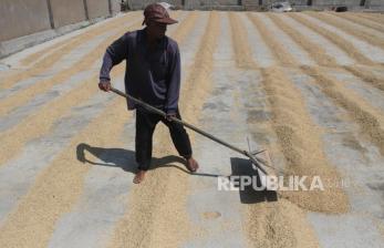 Pengamat Sebut Masih Banyak Gabah Petani Diserap Lebih Murah dari HPP