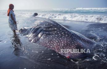 KKP dan WWF-Indonesia Perkuat Perlindungan Habitat Hiu dan Pari