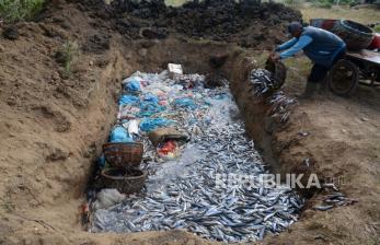 In Picture: Tangkapan Melimpah, Nelayan Kubur Ikan Karena harga Anjlok