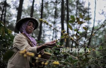 Melihat Budidaya Kopi Puntang Binaan PHE yang Mendunia