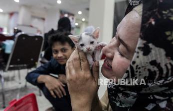 Sambut HUT Jakarta Kontes Kucing Digelar di Mal