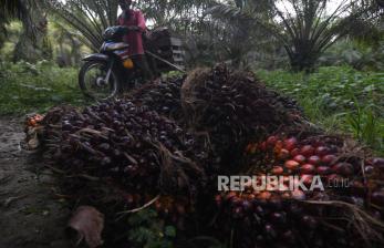 Dorong Potensi Perkebunan, Pupuk Kaltim Bekali Teknik Budi Daya Sawit