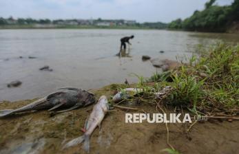 Tercemar Limbah Kimia, Warga Diimbau Tak Konsumsi Ikan dari Aliran Sungai Cisadane