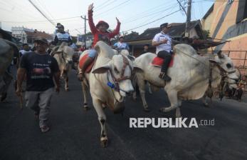 Pawai Sapi Tunggang dan Gerobak Sapi, Merawat Tradisi Peternakan di Klaten