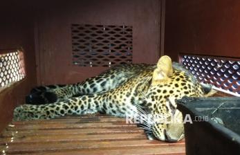 Macan Tutul yang Masuk Hotel di Bandung Berhasil Dievakuasi