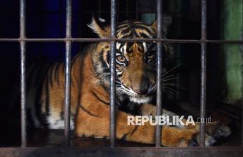 Anak Harimau Sumatra Diselamatkan dari Jerat Babi di Pasaman
