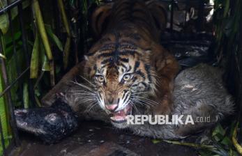 BKSDA Sumbar Evakuasi Harimau Sumatra yang Memangsa Ternak Warga