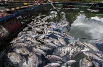 Budidaya Ikan Mati Dampak Musim Kemarau