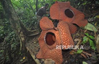 Mekar Bersamaan Dua Bunga Rafflesia di Bengkulu
