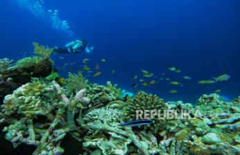 In Picture: Pesona Keindahan Bawah Laut Pulau Tomia Wakatobi