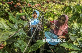 Melihat Jejak Kopi Bersejarah yang Kembali Tumbuh di Gunung Gambar 