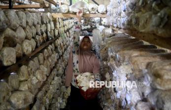 Budidaya Jamur Tiram Jadi Ladang Cuan Ibu-Ibu di Kaltim