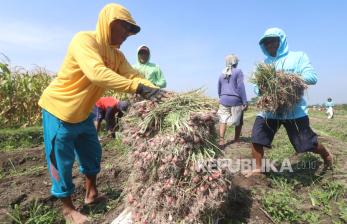 Musim Hujan Tiba, Harga Bawang Naik