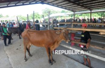 In Picture: Wabah PMK Merebak, Pasar Sapi Kalioso Boyolali Lengang