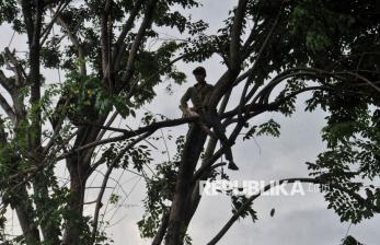 In Picture: Antisipasi Pohon Tumbang, Pemprov DKI Jakarta Lakukan Pemangkasan 76 Ribu Pohon 