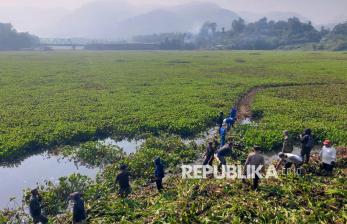 Hamparan Eceng Gondok yang Menutupi Waduk Saguling Mulai Dibersihkan
