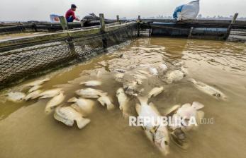 Imbas Kemarau, Ribuan Ton Ikan Keramba di Sungai Batanghari Mati