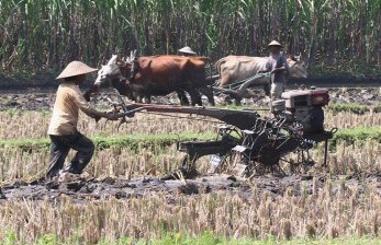 Dua petani membajak sawah dengan tenaga sapi dan traktor di sebuah sawah di Wajak, Malang, Jawa Timur, Senin (6/6). (Antara/Ari Bowo Sucipto)