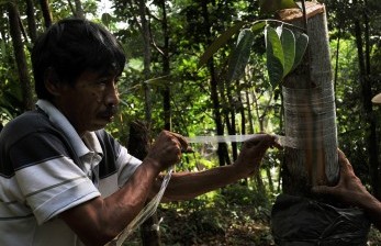 Desa Tompi Bugis Sulteng Didukung Jadi Kampung Durian