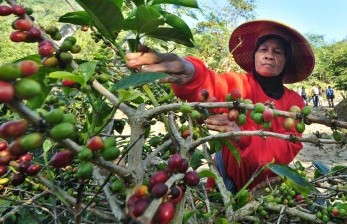 Tenaga petik memanen kopi Arabika di lahan perkebunan milik PTPN VII (llustrasi).