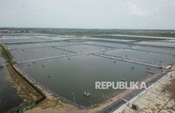 18 Ribu Hektare Tambak Udang di Indramayu Direvitalisasi Jadi Budidaya Nila Salin