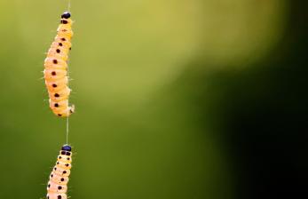 Ilmuwan Temukan Cacing Hama Lebah Dapat Urai Plastik