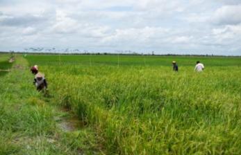 Kementan Sebut Program Food Estate Beri Dampak Positif