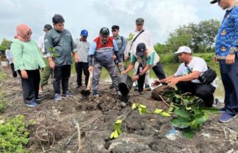 Pohon untuk Anak Cucu, Sinergi Hijau dari Cemara Kulon