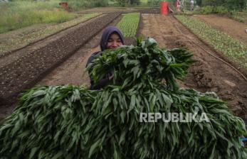 Bertani di Lahan Bekas Reklamasi