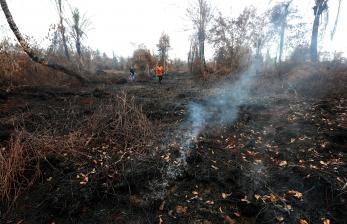 Riau akan lakukan peremajaan lahan sawit dengan biaya sekitar Rp 30 juta per hektare.