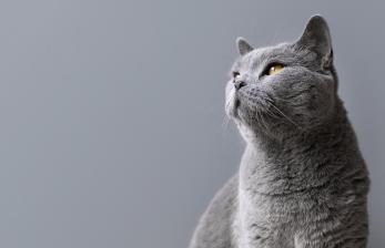 Dokter Jelaskan <em>Ear Tip</em> untuk Tandai Kucing yang Telah Dikebiri