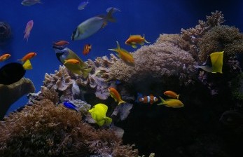 47+ Memelihara Ikan Air Laut Di Akuarium Terbaik