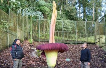 Bunga Bangkai Setinggi 3,4 Meter Mekar Sempurna di Kebun Raya Cibodas