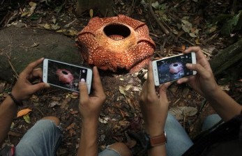 Rafflesia Kelopak Tujuh Menarik Banyak Pengunjung