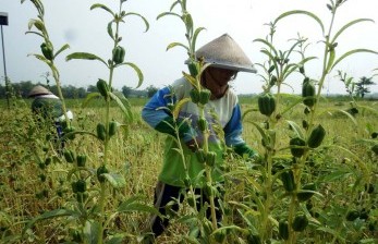 Pemerintah Diminta Lindungi Lahan Persawahan