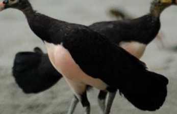 Penangkaran Burung Maleo , Saluki - Wesata.ID