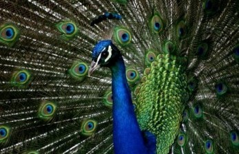 55 Gambar Burung Merak Hitam Putih Terbaik