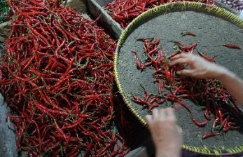 Industri Diminta Bangun Kemitraan dengan Petani Cabai Lokal