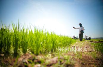 FAO: Lonjakan Produksi Beras Indonesia Tertinggi Kedua di Dunia, Impor Dihentikan