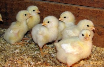 Kementan akan Terbitkan Permen Peredaran Ayam