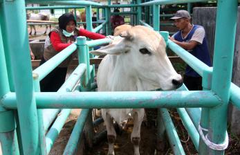 In Picture: Penyutikan Vaksin PMK bagi Hewan Ternak di Padang